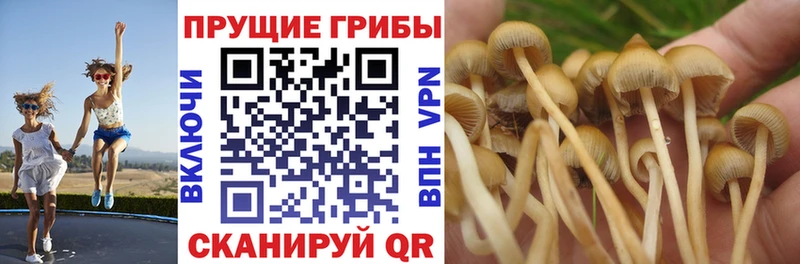 MEGA рабочий сайт  Ветлуга  Галлюциногенные грибы Psilocybe 